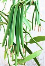 Carregar imagem no visualizador da galeria, Image 03: Tiki Monoi Oils Monoi Tiki Vanille 60Ml