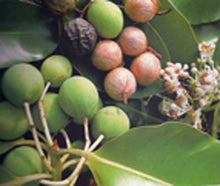 Carregar imagem no visualizador da galeria, Image 04: Tiki Bar Soaps Tiki Savon Tamanu 130 Gr
