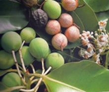 Carregar imagem no visualizador da galeria, Tiki Savon Tamanu 130 Gr
